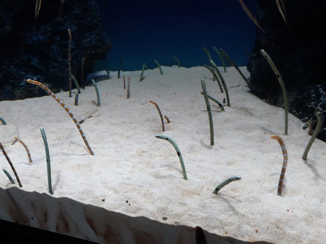 マリホ水族館のチンアナゴ