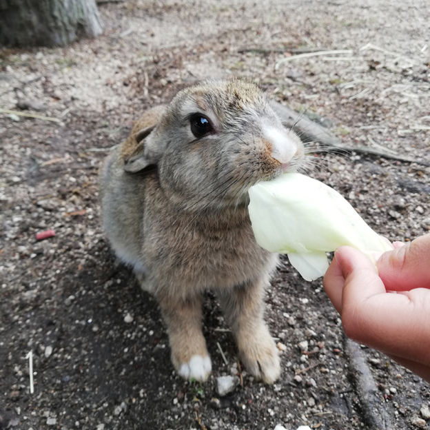 つぶらな瞳がかわいいキャベツをハムハム食べる大久野島子うさぎ