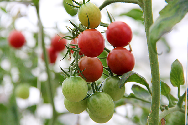 大成農材さんという肥料屋さんが育てたトマト