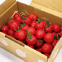 大成農材という肥料屋さんが作ったトマト